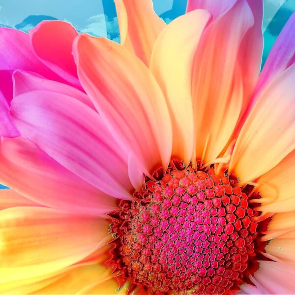 DIY 5D Diamond Art Painting Kits for Adult,14x14inch Gerbera Flower Diamond Art(35cmX35cm)